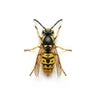 Bienen