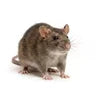 Ratten